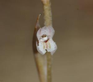 Schiedeella arizonica