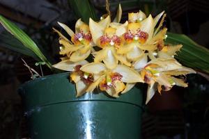 Sievekingia fimbriata