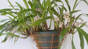 Bryobium hyacinthoides