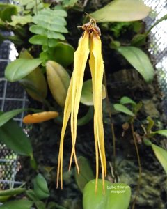 Bulbophyllum thiurum