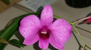 Dendrobium bigibbum var. compactum