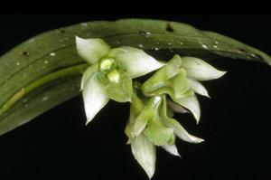 Dendrobium crassilabium