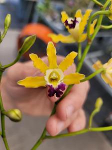 Myrmecophila thomsoniana var. minor