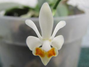 Phalaenopsis malipoensis