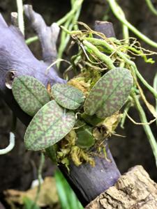 Psychopsiella limminghei
