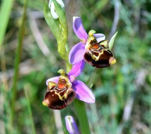 Ophrys holosericea subsp. holosericea