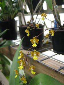 Grandiphyllum auricula