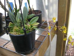 Grandiphyllum auricula