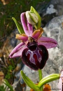 Ophrys sphegodes subsp. sipontensis