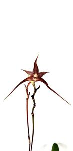 Bulbophyllum novaciae