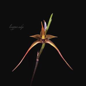 Bulbophyllum novaciae