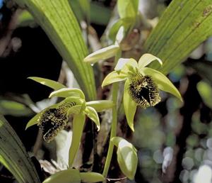 Coelogyne fonstenebrarum