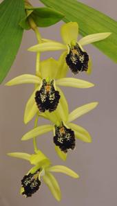 Coelogyne fonstenebrarum