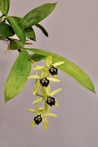 Coelogyne fonstenebrarum