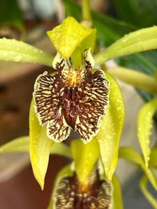 Coelogyne fonstenebrarum