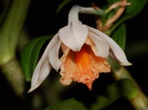 Dendrobium chapaense