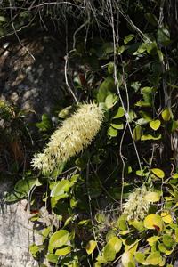 Dendrobium speciosum var. boreale