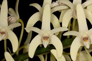 Dendrobium speciosum var. boreale