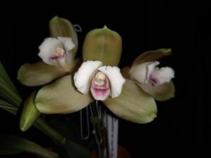 Lycaste puntarenasensis