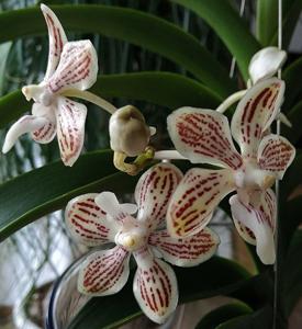 Vanda jennae