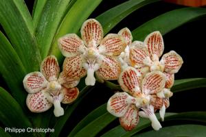 Vanda jennae
