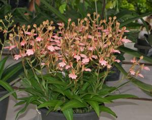 Habenaria rhodocheila subsp. rhodocheila