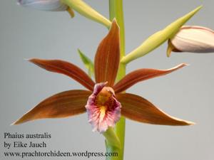 Phaius australis var. australis