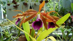 Cattleya tenebrosa