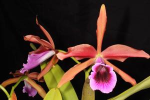 Cattleya tenebrosa