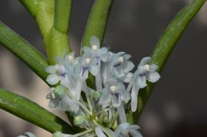 Cleisocentron gokusingii