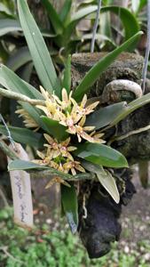 Trachoma sarcochiloides