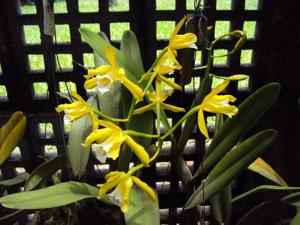 Cattleya xanthina