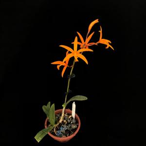 Cattleya kautskyana