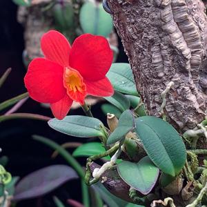 Cattleya mantiqueirae