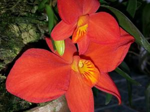 Cattleya mantiqueirae