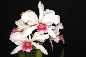 Cattleya purpurata f. carnea