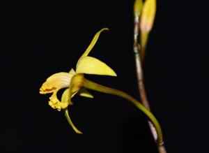 Cattleya blumenscheinii