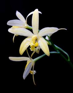 Cattleya blumenscheinii