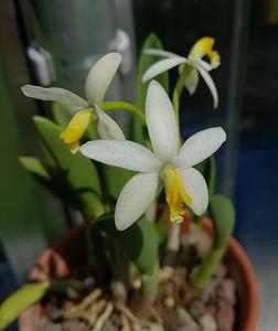 Cattleya fournieri