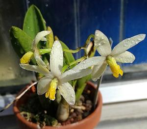 Cattleya fournieri