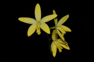 Cattleya flavasulina