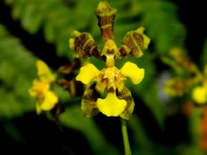 Gomesa ciliata
