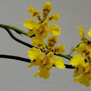 Gomesa micropogon