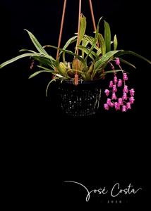 Oncidium strictum