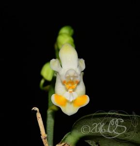 Phalaenopsis thailandica