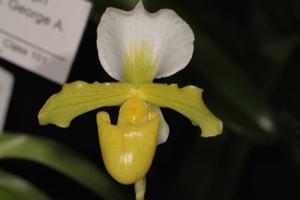 Paphiopedilum barbigerum var. barbigerum