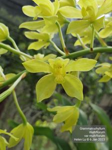 Grammatophyllum multiflorum var. multiflorum