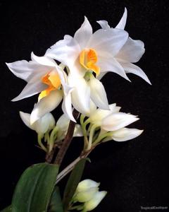 Dendrobium daklakense