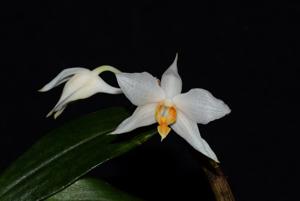 Dendrobium daklakense