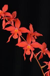 Oncidium noezlianum
